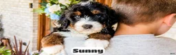 Bernedoodle dogs for sale: Sunny - Ad 4