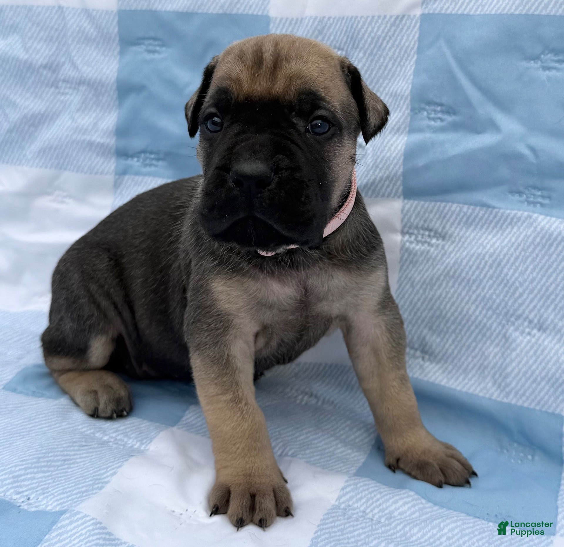 Cane Corso dogs for sale: Cane Corso 3 - Ad 3