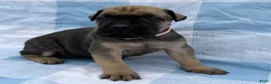 Cane Corso 3