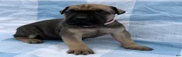 Cane Corso dogs for sale: Cane Corso 3 - Ad 1