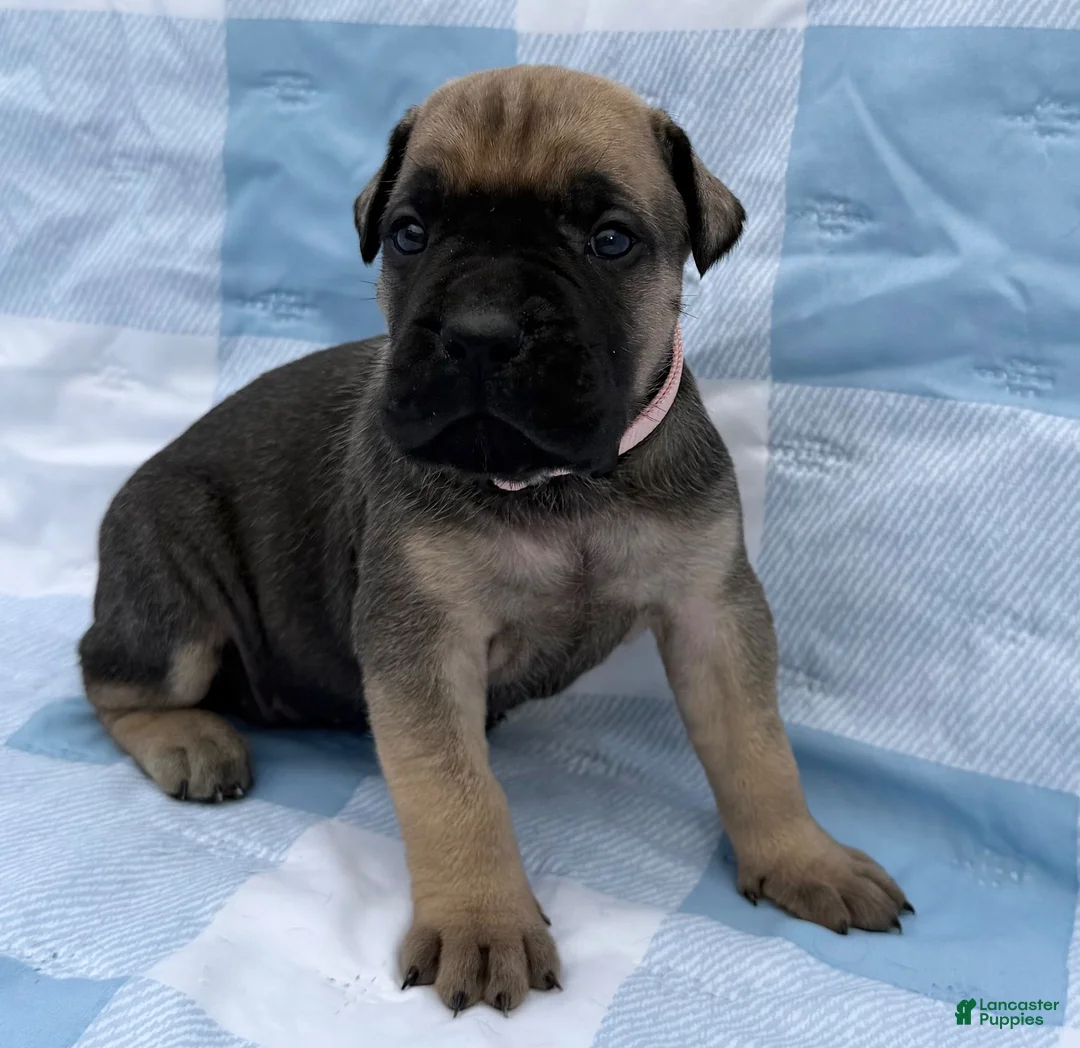 Cane Corso dogs for sale: Cane Corso 3 - Ad 1