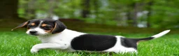 Beagle dogs for sale: Jasper - Ad 9