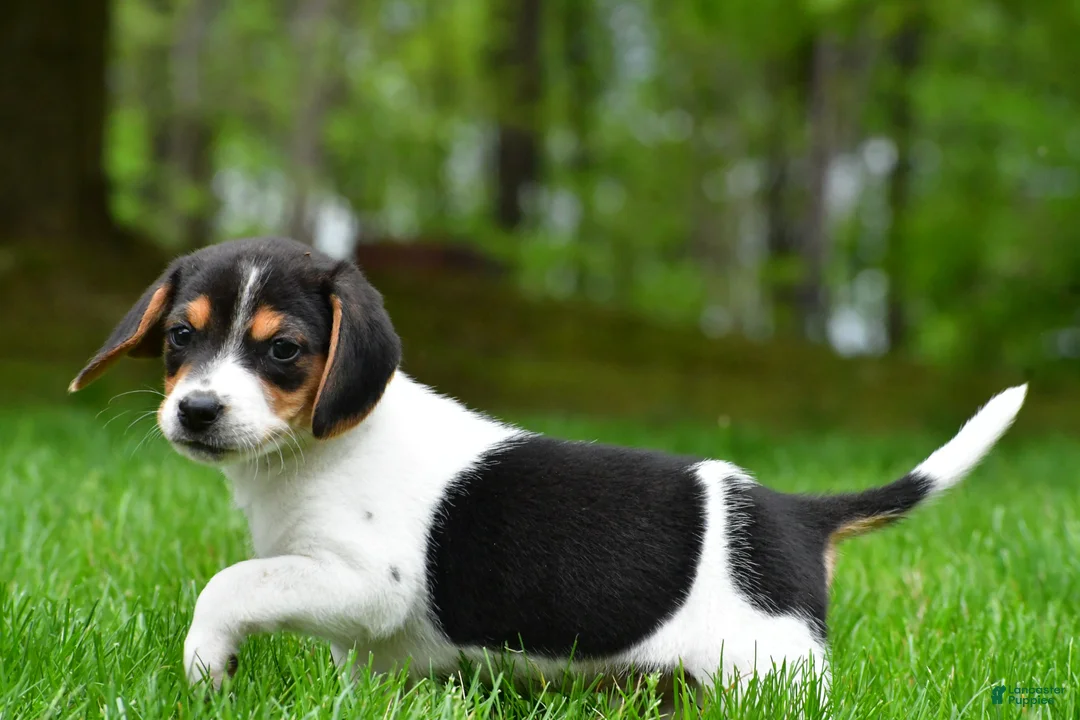 Beagle dogs for sale: Jasper - Ad 9