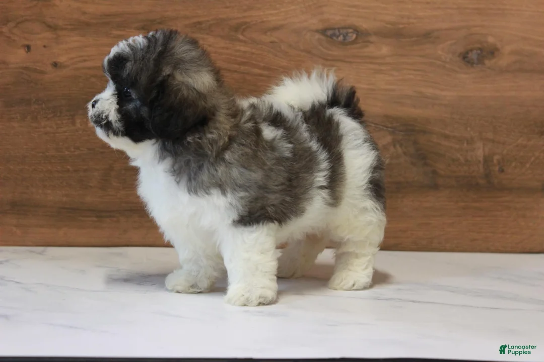 Teddy Bear dogs for sale: Ophelia - Ad 3