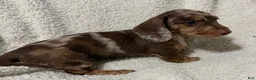 Miniature Dachshund dogs for sale: MERLEY GIRL - Ad 7
