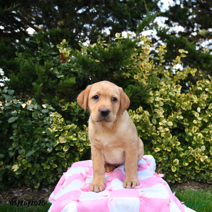 Labrador Retriever dogs for sale: Ruby - Ad 4