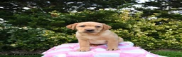 Labrador Retriever dogs for sale: Ruby - Ad 1