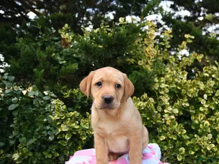Labrador Retriever dogs for sale: Ruby - Ad 4