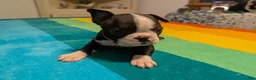 Frenchton dogs for sale: Jane - Ad 3