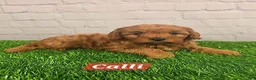 Cavapoo dogs for sale: Calli  - Ad 1