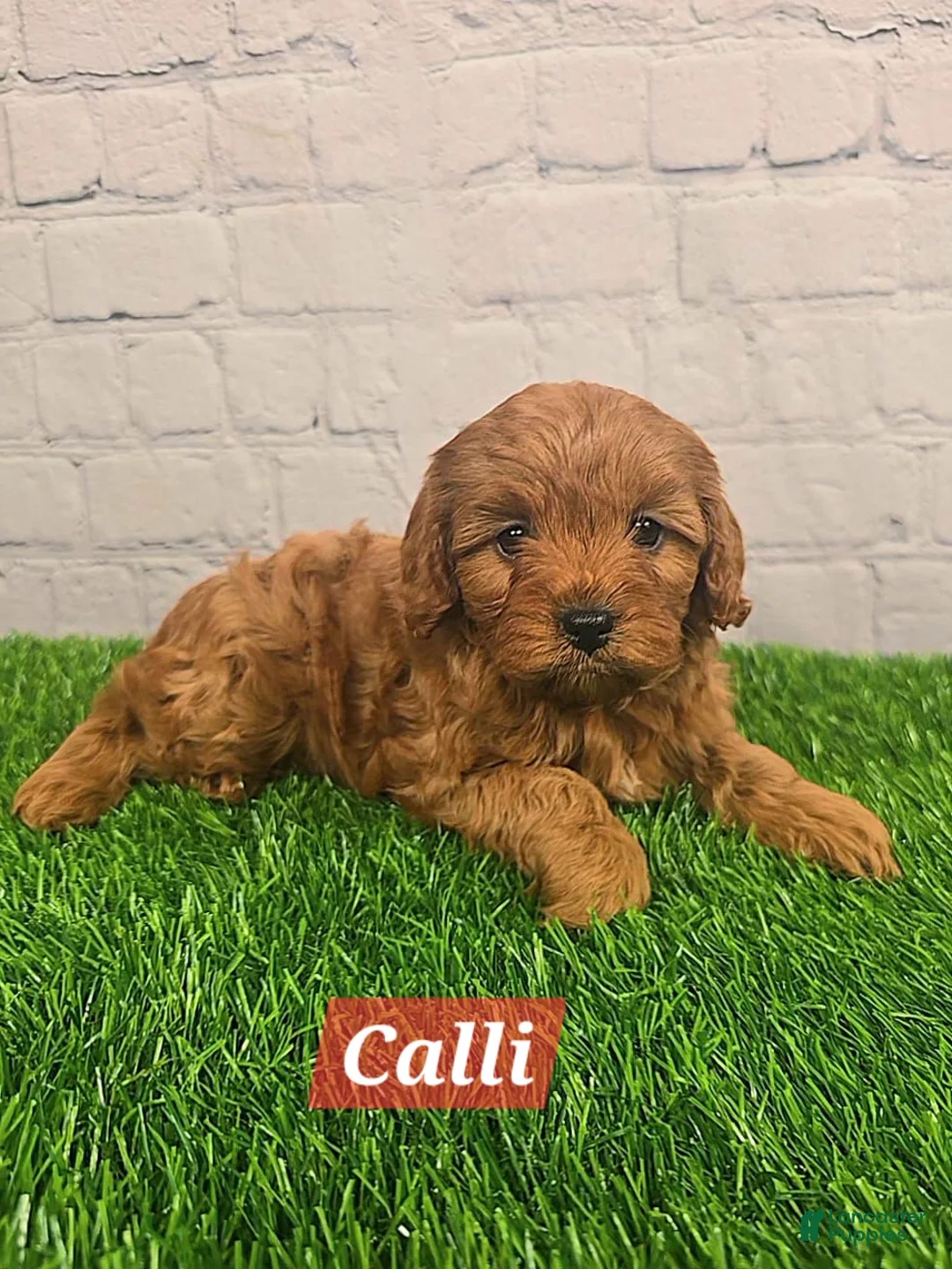 Cavapoo dogs for sale: Calli  - Ad 1