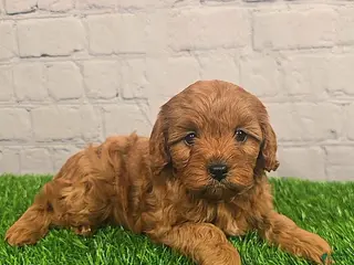 Cavapoo dogs Calli - Ad 14