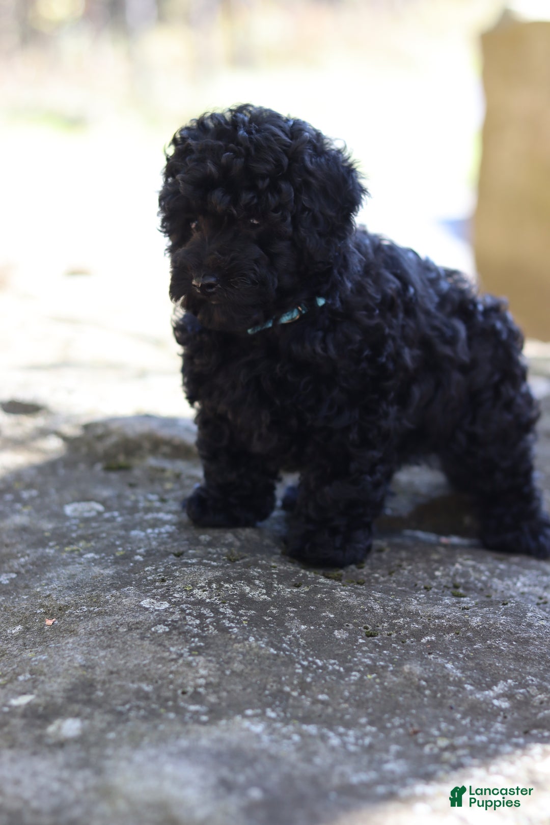 Miniature Poodle dogs for sale: Axel - Ad 6
