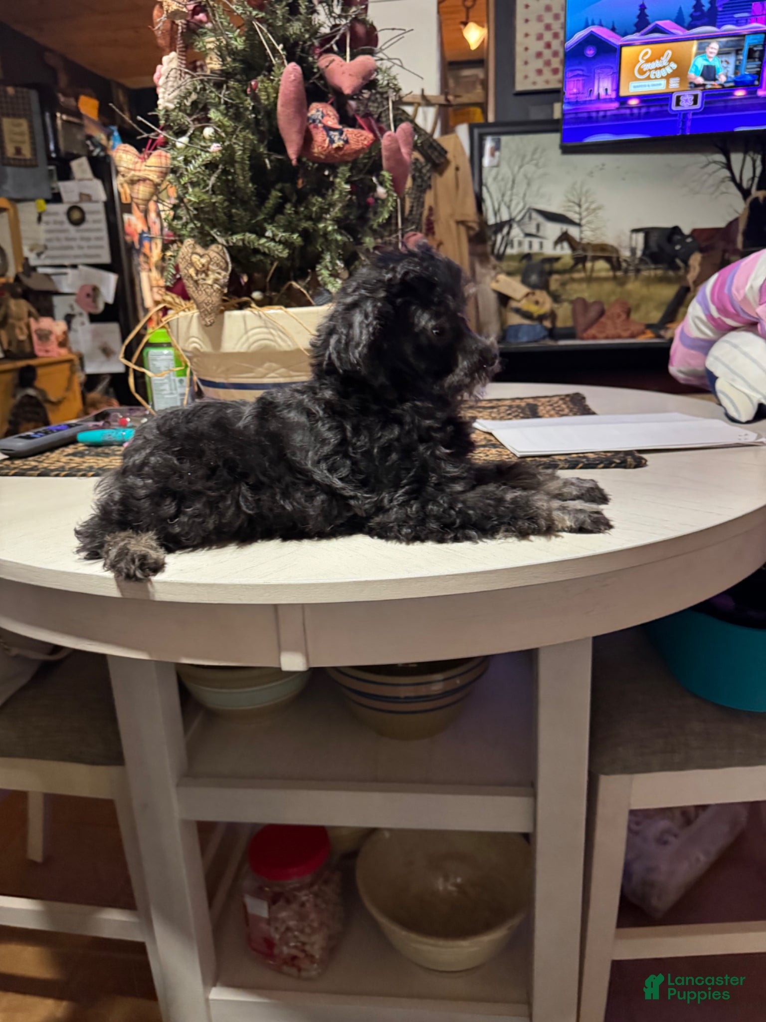 Toy Poodle dogs Toy Poodle Puppy 1 - Ad 8