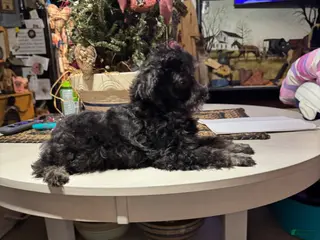 Toy Poodle dogs Toy Poodle Puppy 1 - Ad 12