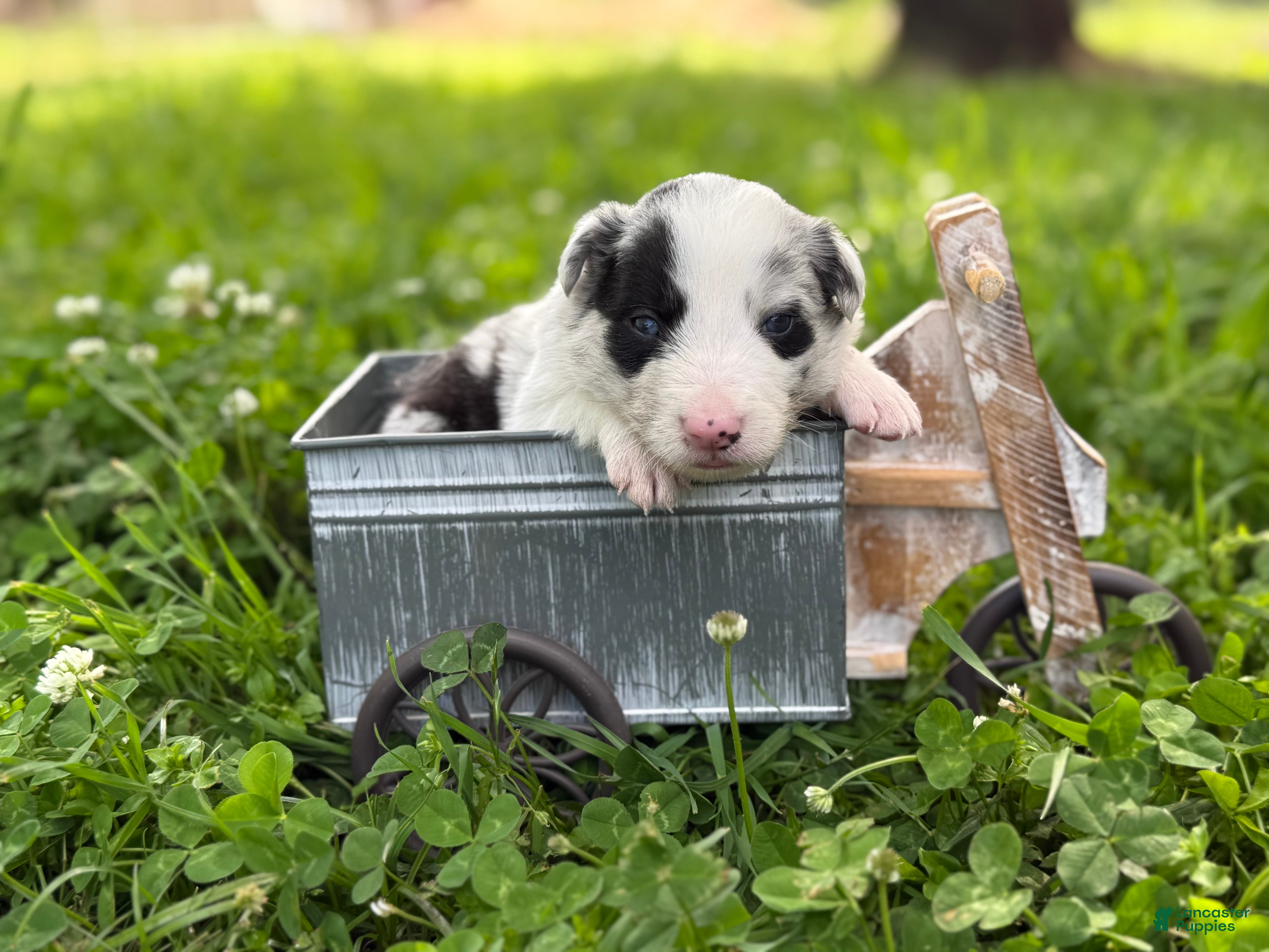 Border Collie dogs Blue Merle male - Ad 14
