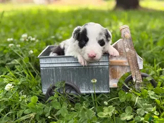 Border Collie dogs Blue Merle male - Ad 1