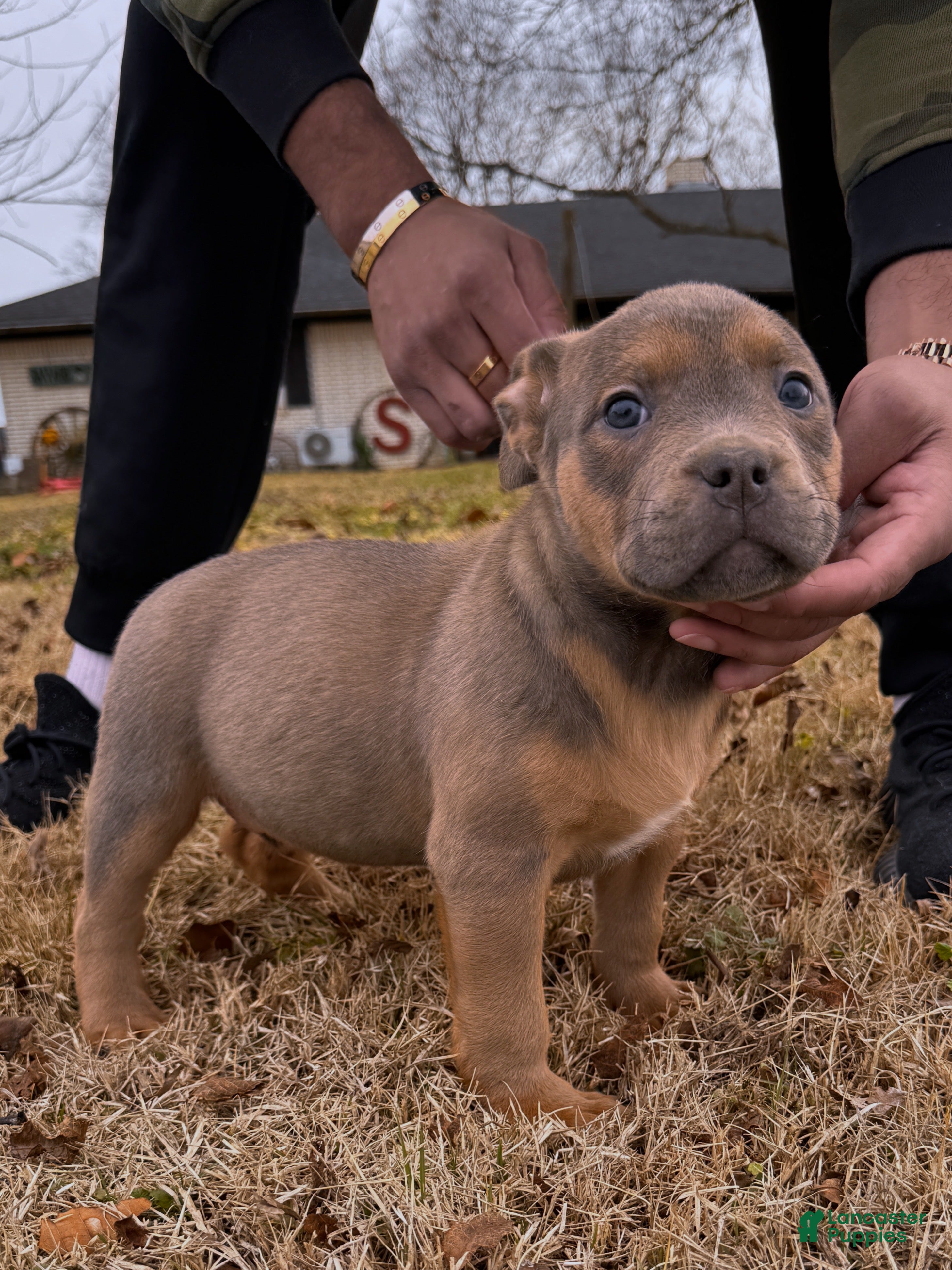 American Bully dogs Sabey (Bossy Kennels BL Sable XL Bully) - Ad 2