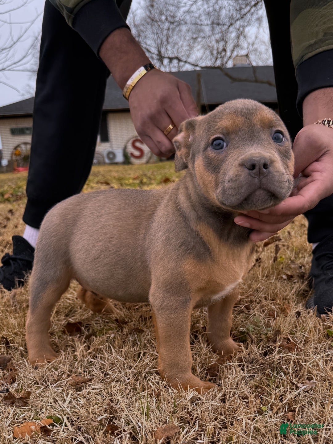 American Bully dogs for sale: Sabey  - Ad 2