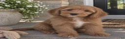 Mixed Breed dogs for sale: Archie - Ad 1