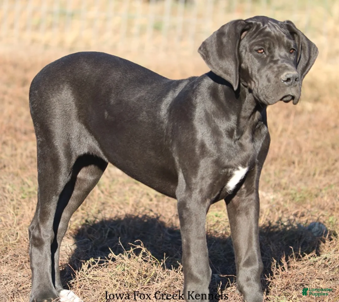 Great Dane dogs for sale: Great Dane Puppy 1 - Ad 3