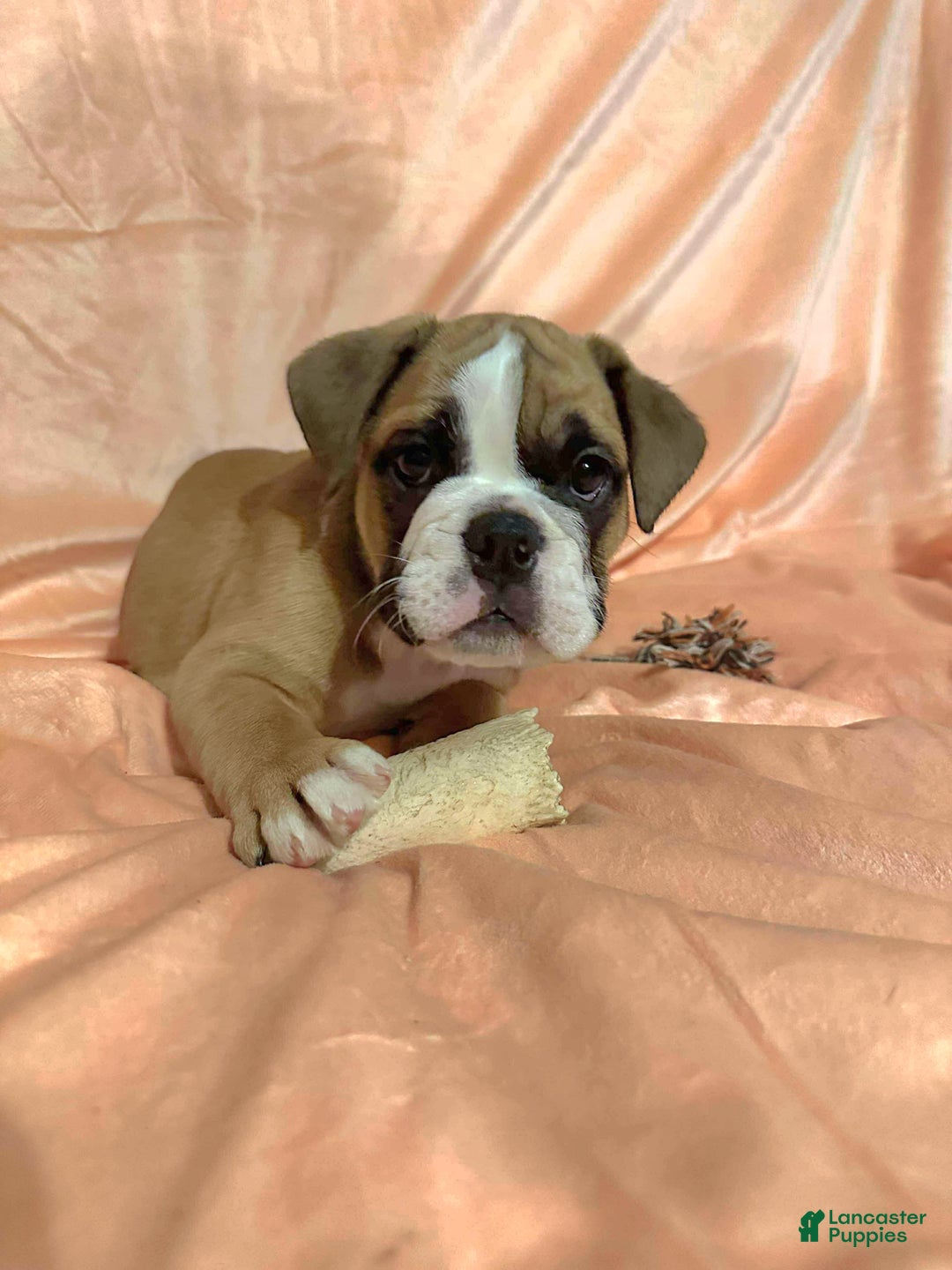 English Bulldog dogs for sale: English Bulldog Luna - Ad 5