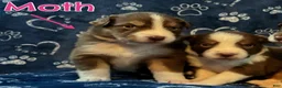 Australian Shepherd dogs for sale: Moth - Ad 5