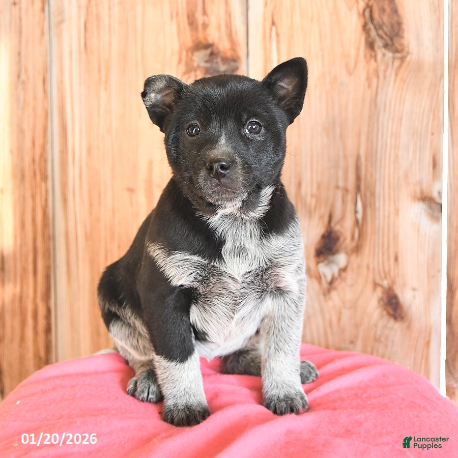 Australian Cattle Dog dogs Minnie - Ad 14