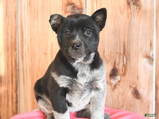 Australian Cattle Dog dogs Minnie - Ad 12