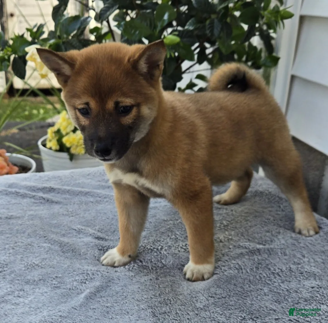 Shiba Inu dogs for sale: Toby - Ad 5