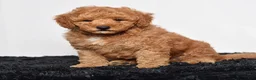 Mini Goldendoodle dogs for sale: Rex - Ad 4