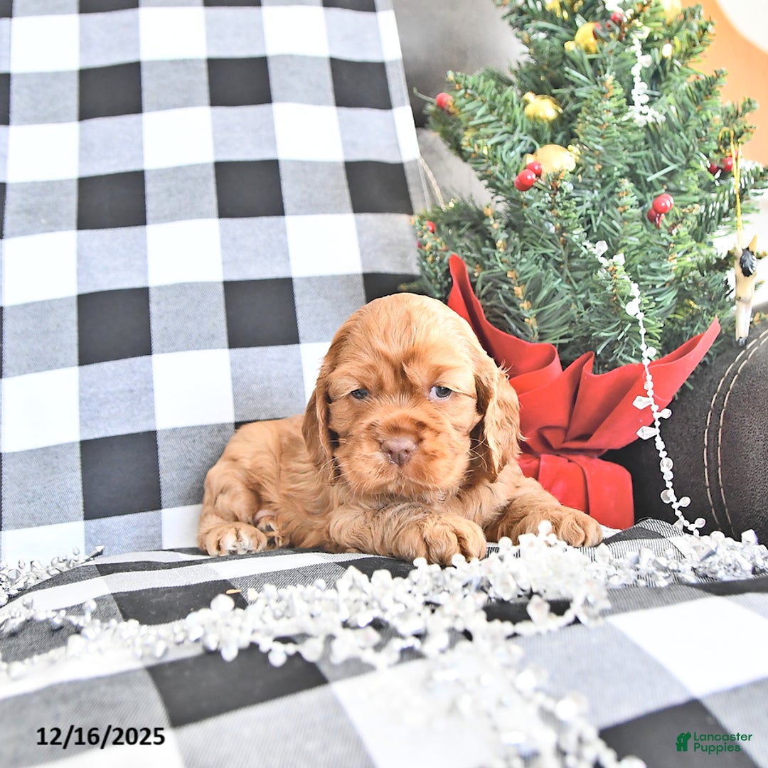 Cocker Spaniel dogs for sale: Aspen - Ad 4