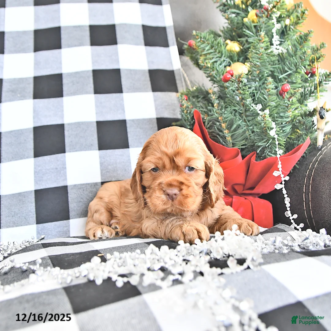 Cocker Spaniel dogs for sale: Aspen - Ad 4