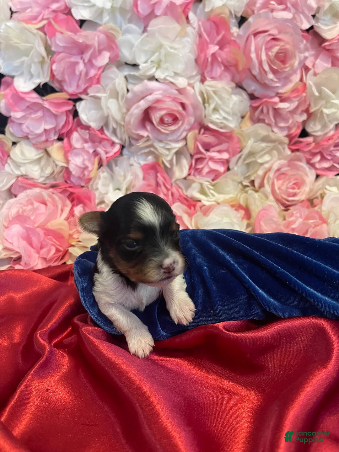 Yorkshire Terrier dogs for sale: Fudge - Ad 2