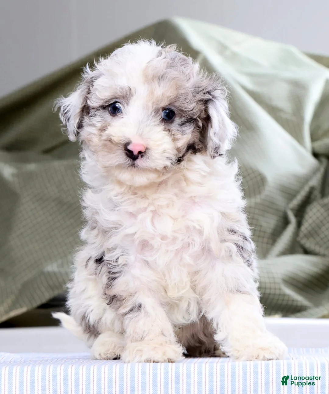 Miniature Poodle dogs for sale: Nona - Ad 1