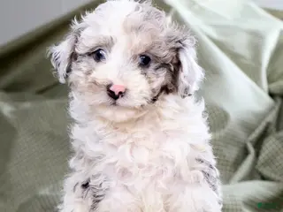 Miniature Poodle dogs for sale: Nona - Ad 3