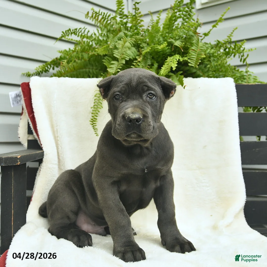 Cane Corso dogs for sale: Duke  - Ad 1
