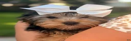 Yorkshire Terrier dogs for sale: Winston - Ad 1