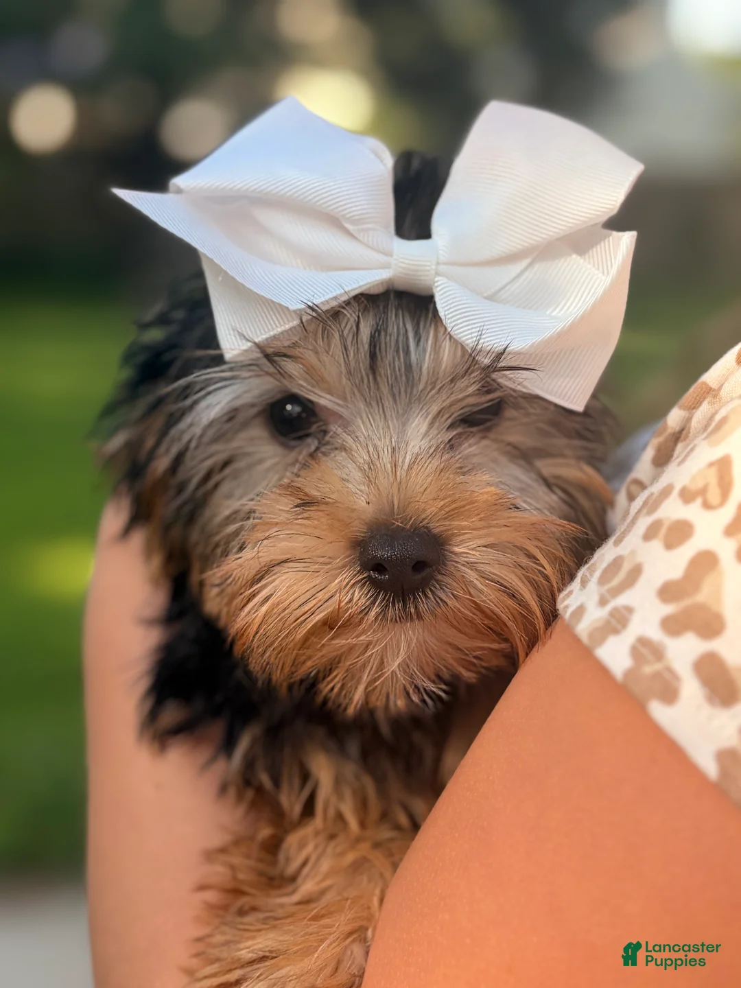 Yorkshire Terrier dogs for sale: Winston - Ad 1