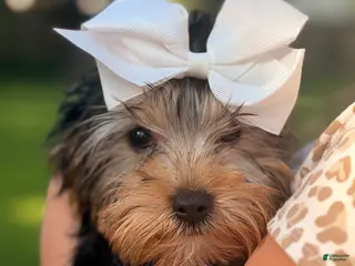 Yorkshire Terrier dogs Winston - Ad 8