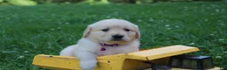Golden Retriever dogs for sale: Golden Retriever 7 - Ad 2