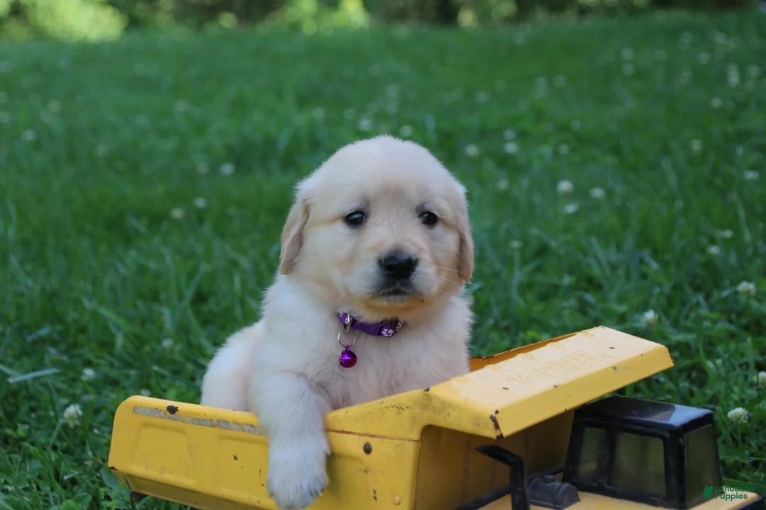 Golden Retriever dogs for sale: Golden Retriever 7 - Ad 2