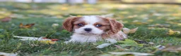 Cavalier King Charles Spaniel dogs for sale: Bingo - Ad 8