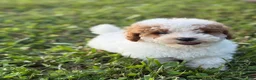 Toy Poodle dogs for sale: Toy Poodle 1 - Ad 6