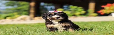 Nova