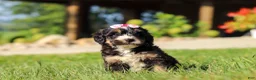 Mini Bernedoodle dogs for sale: Nova - Ad 1