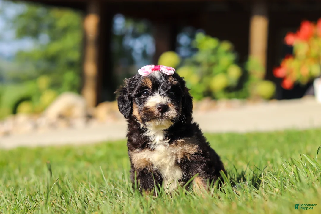 Mini Bernedoodle dogs for sale: Nova - Ad 1