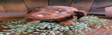 Duke