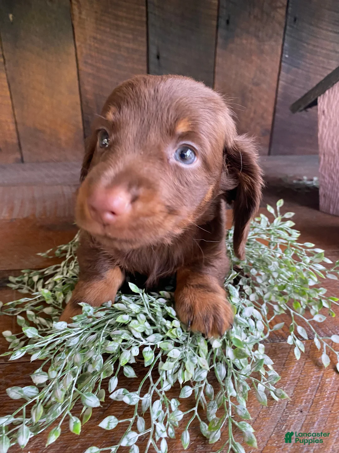 Miniature Dachshund dogs for sale: Duke - Ad 1