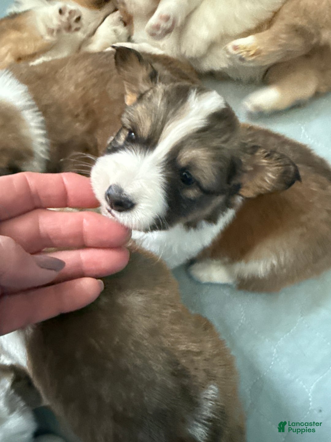 Welsh Corgi Pembroke dogs for sale: Welsh Corgi Pembroke Puppy 1 - Ad 1